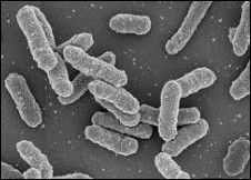 bacterie de la peste