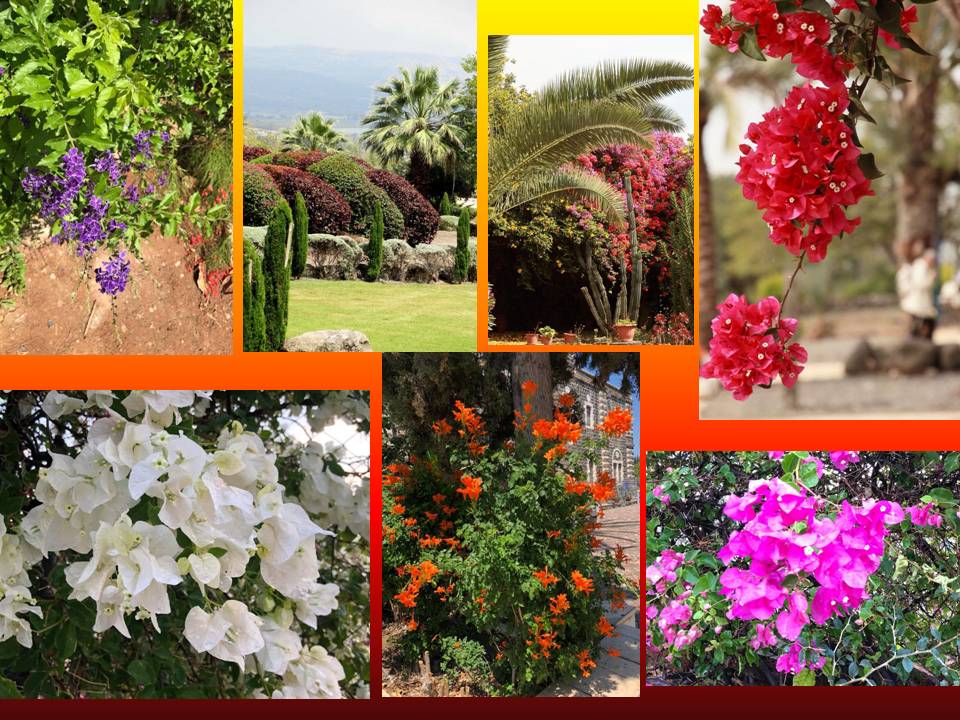 2018 carte postale fleurs
