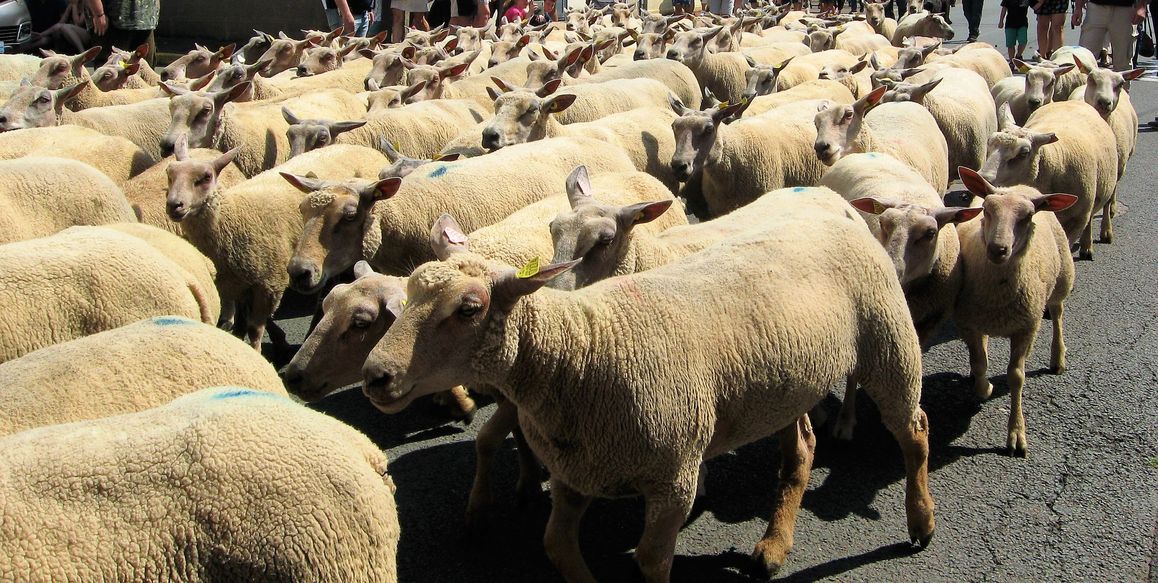 2018 foire aux laines moutons
